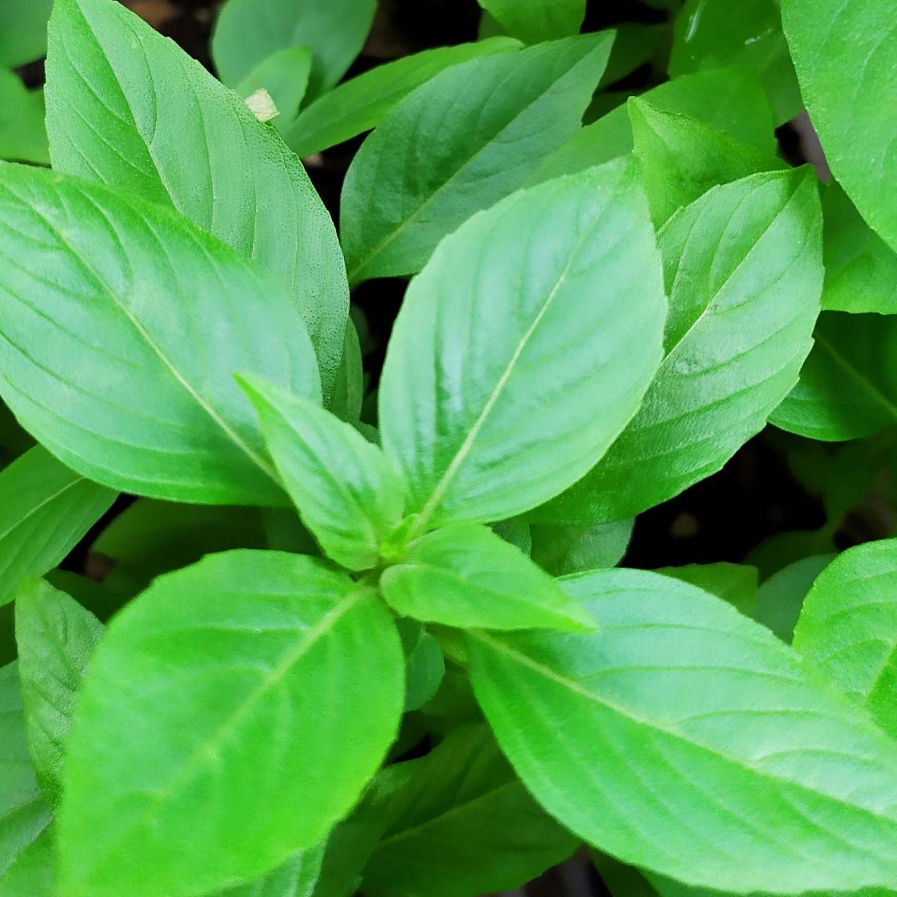 Basil Leaves Organic 9g YatLorLor