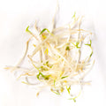 Bean Sprouts  芽菜 ~300g