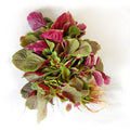 Red Amaranth - Organic  有機紅莧菜 300g